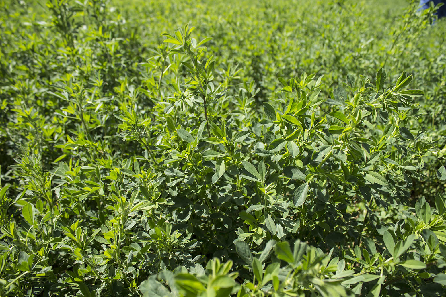 alfalfa_Stine_5784.jpg
